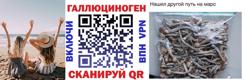 Псилоцибиновые грибы Cubensis  купить наркоту  Шарыпово 